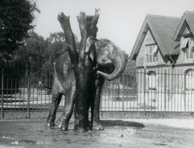 En asiatisk elefant som klør bak øret på skrapestolpen, i innhegningen, London Zoo av Frederick William Bond