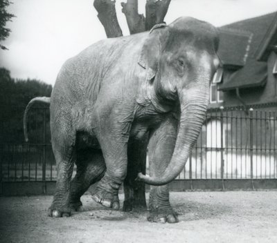 En asiatisk elefant som klør seg mot et dødt tre, London Zoo av Frederick William Bond