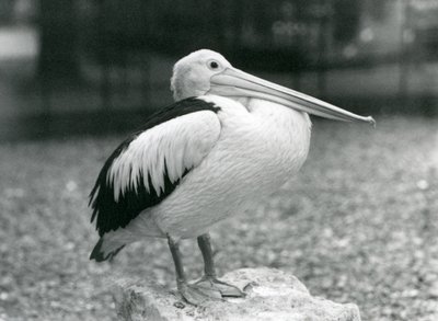 En australsk pelikan som står på en stein i London Zoo i 1929 (s/hv-bilde) av Frederick William Bond