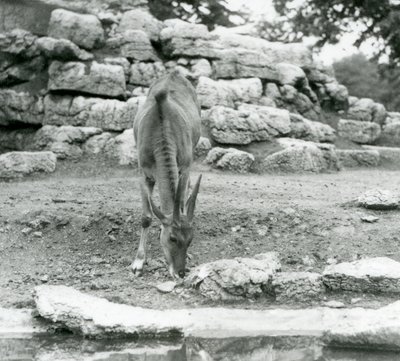 En Eland som beitet i Antilope Paddock i London Zoo i 1929 (s/hvitt-bilde) av Frederick William Bond