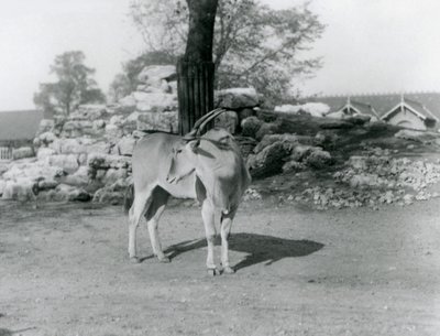 En Eland som står i paddocken sin i London Zoo i 1929 (s/hvitt-bilde) av Frederick William Bond