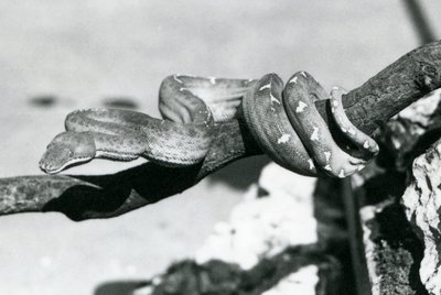 En Emerald Tree Boa med kroppen sin kveilet langs en gren, London Zoo, oktober 1928 (s/hv-bilde) av Frederick William Bond