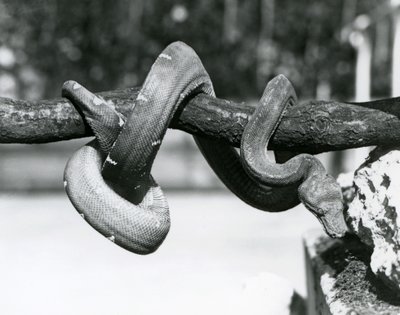 En Emerald Tree Boa med kroppen sin kveilet langs en horisontal gren, ser ned mot bakken, London Zoo, oktober 1928 (s/hv-bilde) av Frederick William Bond
