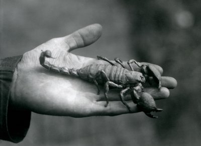 En keiserskorpion holdt i håndflaten på en keepers hånd, London Zoo, oktober 1925 av Frederick William Bond