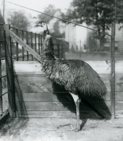 En Emu i London Zoo i september 1927 av Frederick William Bond