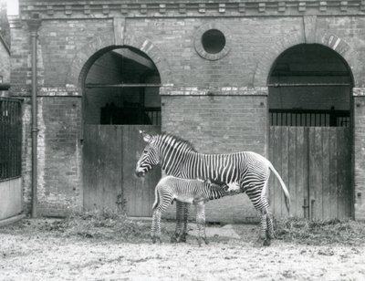 En truet Grevys Imperial Zebra som står og mater føllet hennes, i paddocken deres i London Zoo i 1927 av Frederick William Bond
