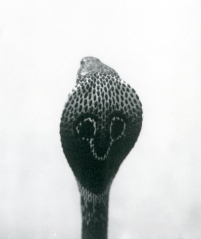 En indisk brilleformet asianBinocellate Cobra med hevet hode og utsvingt hette, London Zoo, oktober 1925 av Frederick William Bond