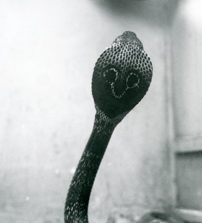 En indisk brilleformet asianBinocellate Cobra med hevet hode og utsvingt hette, London Zoo, oktober 1925 av Frederick William Bond