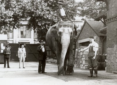 En indisk elefant blir veid av voktere i London Zoo, august 1935 av Frederick William Bond
