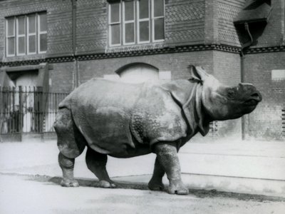 Et indisk neshorn i London Zoo, 1927 av Frederick William Bond