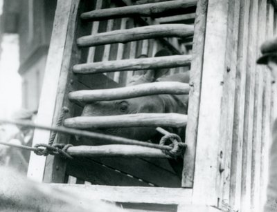 Et indisk neshorn titter ut av sin tretransportkasse ved ankomst til London Zoo i 1924 av Frederick William Bond