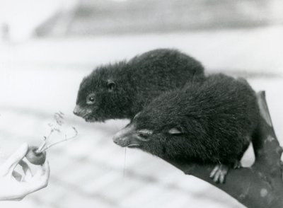 En voksen og ung Western Tree Hyrax sitter på en gren og lener seg over til en gulrottopp som holdes for dem å spise, London Zoo av Frederick William Bond