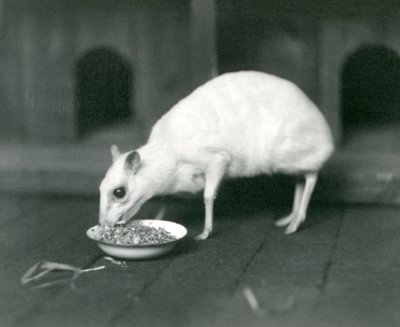 En albino Javan Chevrotain Java Mouse-Deer spiser fra en bolle i London Zoo i 1926 av Frederick William Bond
