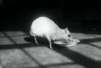 En albino-chevrotain som spiser fra en rett, London Zoo, desember 1926 av Frederick William Bond