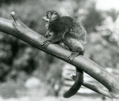 En truet Coquerels gigantiske muslemur/Coquerels dverglemur/Sørlig gigantisk muslemur, hviler på en gren i London Zoo, oktober 1929 (s/hv-bilde) av Frederick William Bond