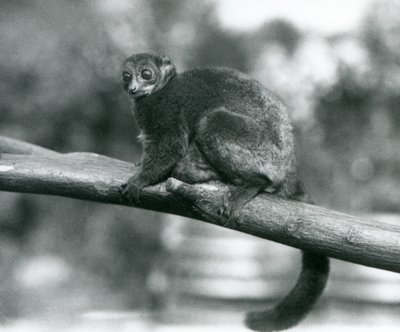 En truet Coquerels gigantiske muslemur/Coquerels dverglemur/Sørlig gigantisk muslemur, hviler på en gren i London Zoo, oktober 1929 (s/hv-bilde) av Frederick William Bond