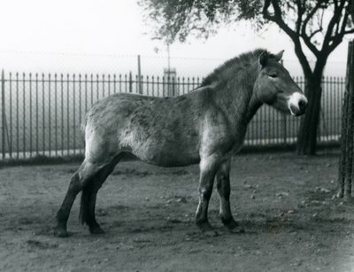 En utrydningstruet Przewalskis Wild Horse som står i paddocken i London Zoo, oktober 1927 av Frederick William Bond