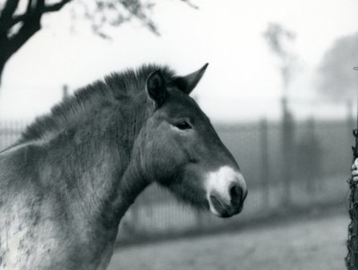 En utrydningstruet Przewalskis Wild Horse som står i paddocken i London Zoo, oktober 1927 av Frederick William Bond