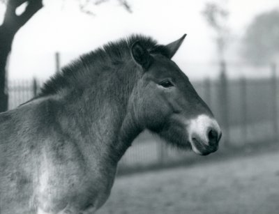 En utrydningstruet Przewalskis Wild Horse som står i paddocken i London Zoo, oktober 1927 av Frederick William Bond
