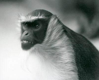 En truet Roloway-ape i London Zoo, 1927 av Frederick William Bond