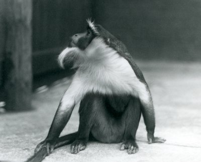 En truet Roloway-ape som sitter på bakken og ser oppover mens han holder halen, London Zoo, 1927 av Frederick William Bond