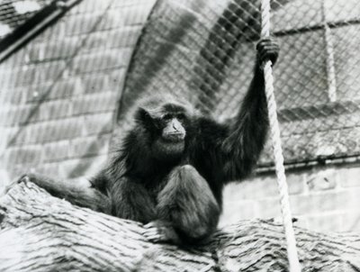 En truet Siamang-gibbon sitter på en tømmerstokk og holder et tau, London Zoo, 1927 av Frederick William Bond