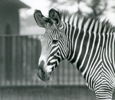 En kvinne/jenny truet Grevy