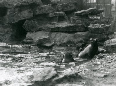 California Sea Lions med is på bassenget deres, London Zoo av Frederick William Bond