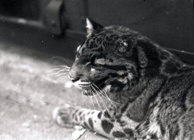 Skyet leopard, 1922 av Frederick William Bond