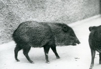 Collared Peccaries i London Zoo, 1927 av Frederick William Bond