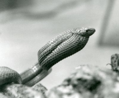 Eggetende slange i London Zoo i 1930 (s/hv-bilde) av Frederick William Bond