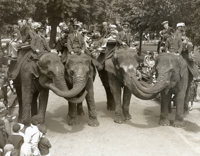 Elefantturer i London Zoo, juli 1936 av Frederick William Bond