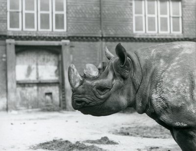 Eliza er en kvinnelig Black Rhinoceros, London Zoo av Frederick William Bond