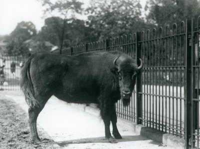 Europeisk bison Georgina ved barene i paddocken hennes, London Zoo, 12. august 1926 av Frederick William Bond