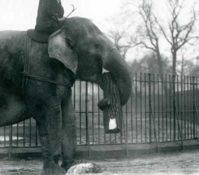 Kvinnelig asiatisk elefant, 'Indiarani', flytter tømmer med snabelen, mens vokteren sitter på ryggen og dirigerer henne, London Zoo av Frederick William Bond