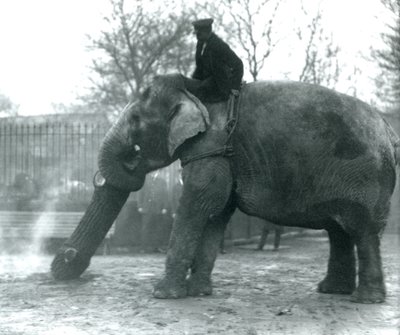 Kvinnelig asiatisk elefant, 'Indiarani', flytter tømmer med snabelen, mens vokteren sitter på ryggen og dirigerer henne, London Zoo av Frederick William Bond