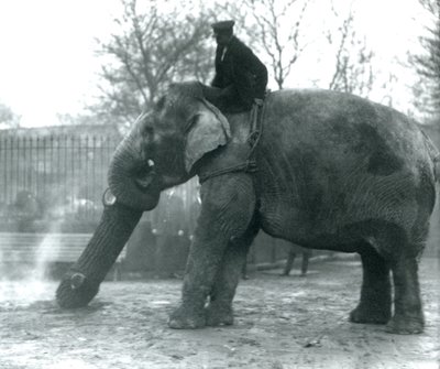 Kvinnelig asiatisk elefant, indiarani, flytter tømmer med snabelen, mens vokteren sitter på ryggen og dirigerer henne, London Zoo, 1925 av Frederick William Bond