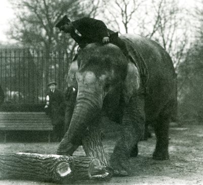Kvinnelig asiatisk elefant, indiarani, flytter tømmer med snabelen, mens vokteren sitter på ryggen og dirigerer henne, London Zoo, 1925 av Frederick William Bond