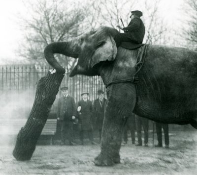 Kvinnelig asiatisk elefant, indiarani, flytter tømmer med snabelen, mens vokteren sitter på ryggen og dirigerer henne, London Zoo, 1925 av Frederick William Bond