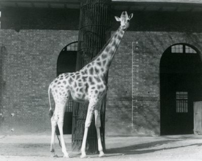 Kvinnelig giraff, 