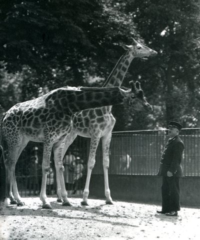 Kvinnelige sjiraffer Maud og Maggie, med keeper Ernie Professor Bowman, London Zoo, juli 1924 av Frederick William Bond