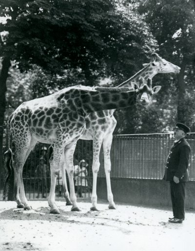 Kvinnelige sjiraffer Maud og Maggie, med keeper Ernie Professor Bowman, London Zoo, juli 1924 av Frederick William Bond
