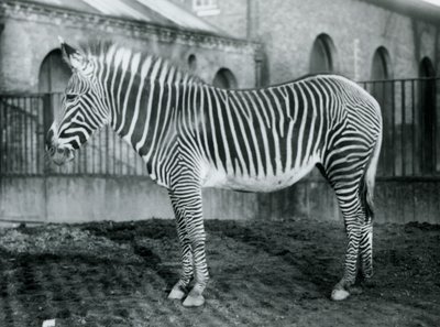 Kvinne Grevys Zebra, eller Imperial Zebra, Jennie står i paddocken hennes i London Zoo, 1927 av Frederick William Bond