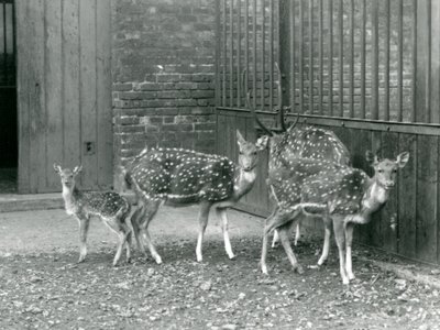 Four Axis Deer inkludert, en bukk med gevir og en fawn, i London Zoo i 1926 (s/hv-bilde) av Frederick William Bond