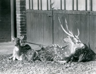 Four Axis Deer inkludert, en bukk med gevir, i London Zoo i 1924 av Frederick William Bond