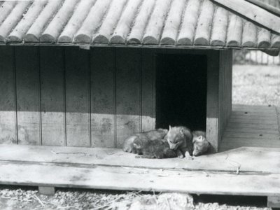 Fire Coyote-unger hviler i inngangen til hiet/trekennelen deres, London Zoo av Frederick William Bond