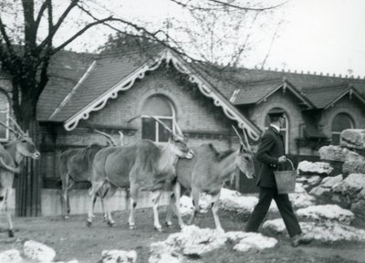 Fire Eland følger keeperen sin, ved fôringstid, i paddocken utenfor Antelope House, London Zoo, juni 1925 av Frederick William Bond