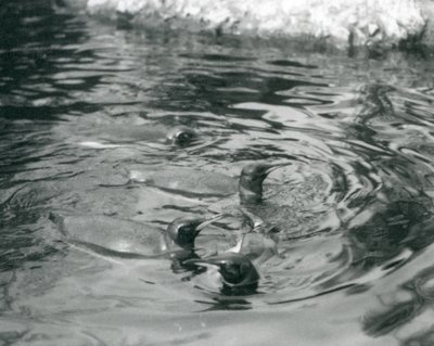 Fire kongepingviner svømmer i bassenget deres i London Zoo, juni 1927 av Frederick William Bond
