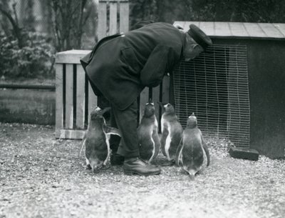 Gentoo Penguins med keeper Albert White, London Zoo, ca. 1914 av Frederick William Bond