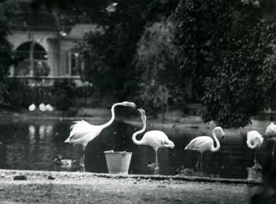 Greater Flamingos på sjøen deres i London Zoo i 1924 av Frederick William Bond